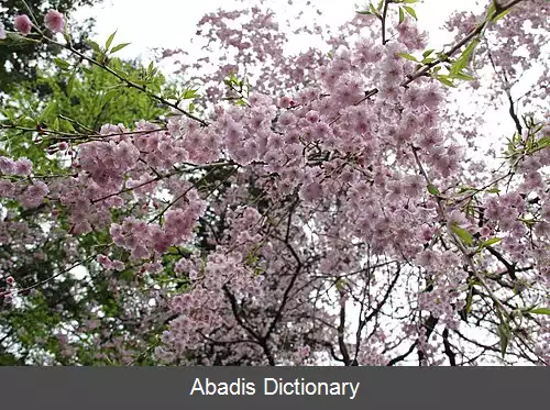 عکس بنی شیداره