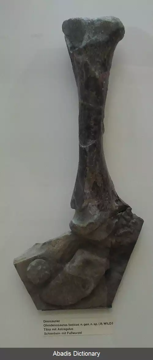 عکس اهمدنوسور