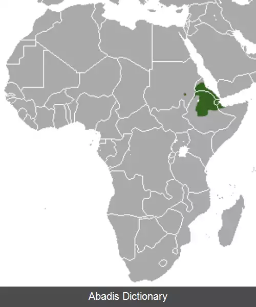 عکس مشکین گربه حبشی