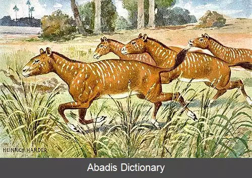 عکس فرگشت اسب