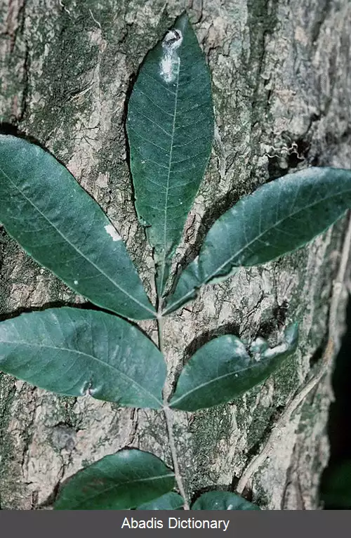 عکس گردوی آبی