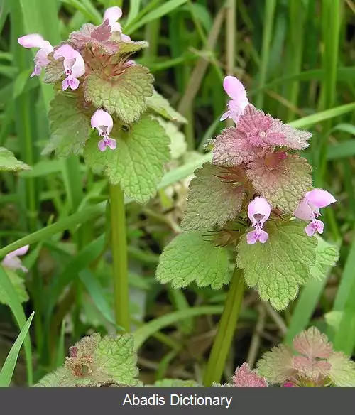 عکس گزنه سای قرمز