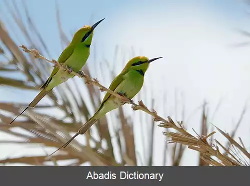 عکس زنبورخوار سبز آفریقایی