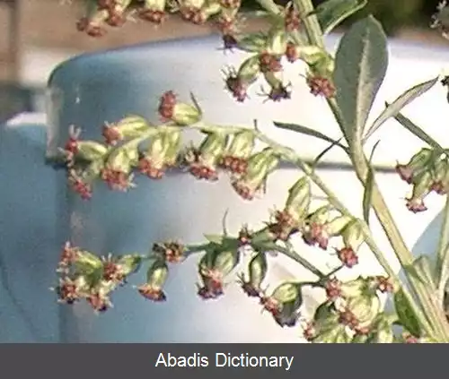 عکس برنجاسف کره ای