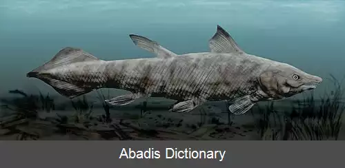 عکس چینلیا