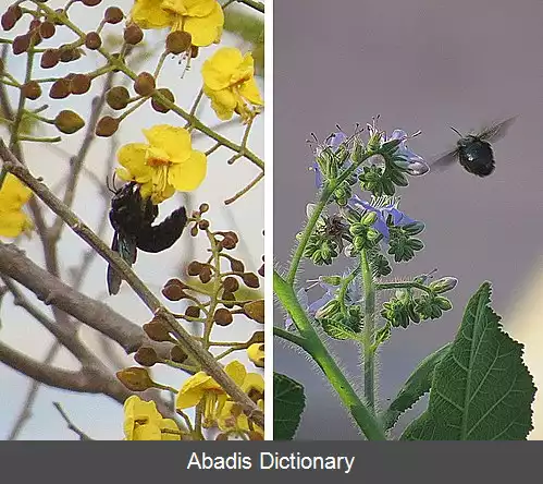 عکس زنبور درودگر مکزیکی