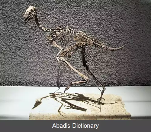 عکس دم بالان
