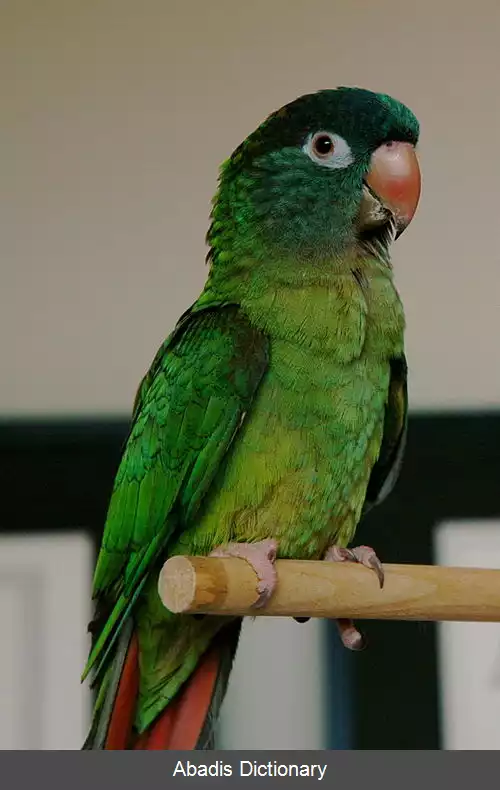 عکس طوطی تاج آبی