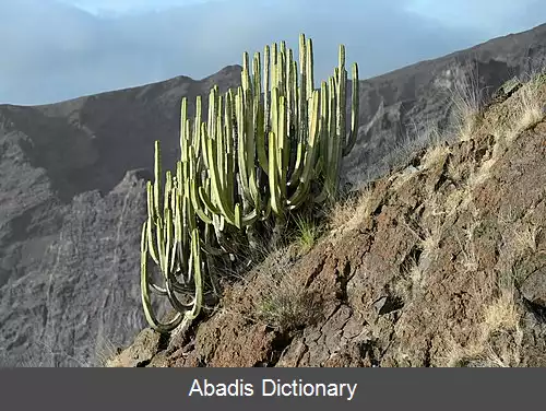 عکس فرفیون جزایر قناری