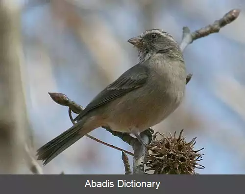 عکس دانه خوار سرخط خطی