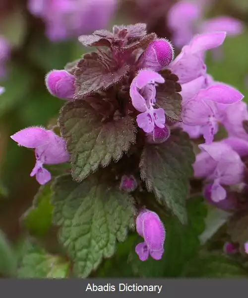 عکس گزنه سای قرمز