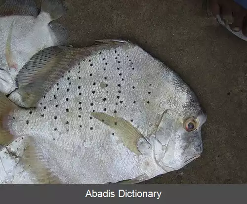 عکس منگال ماهی