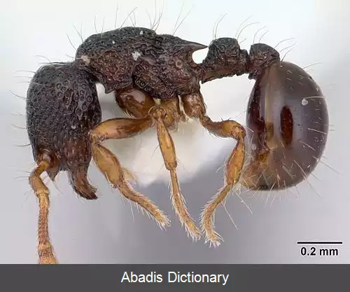 عکس آدلومیرمکس