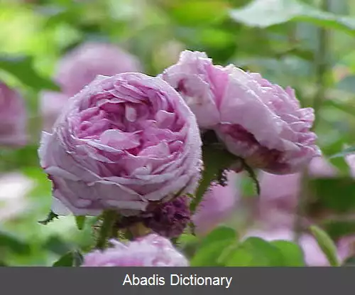 عکس رز موس