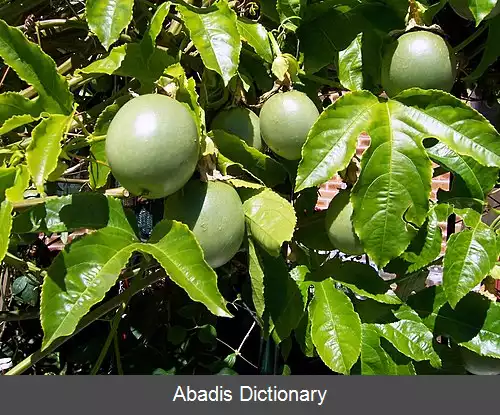 عکس گل ساعتی خوراکی