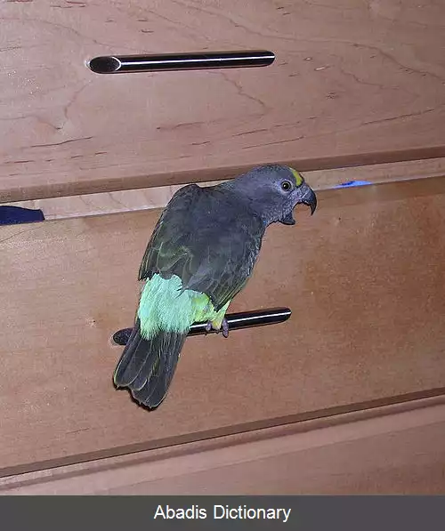 عکس قیچی کردن بال