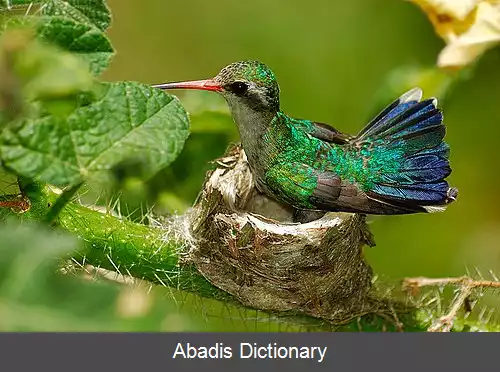 عکس زمردی ها