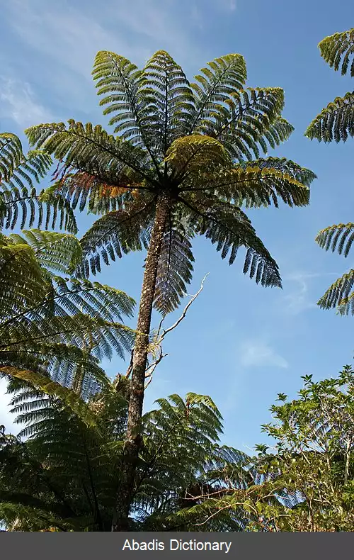 عکس فنجانکی ها