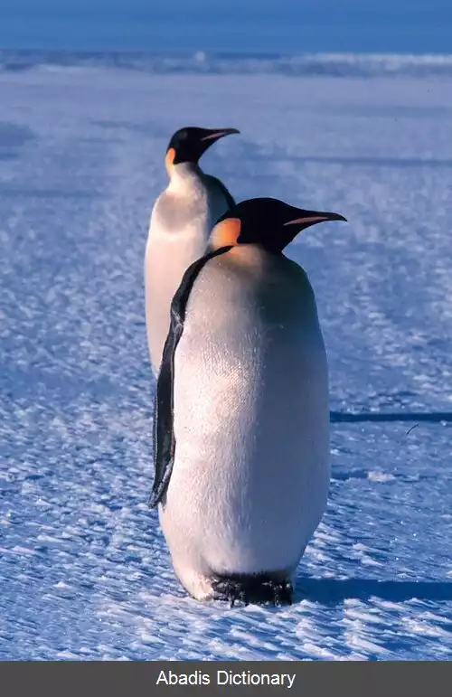 عکس پنگوئن های بی بال