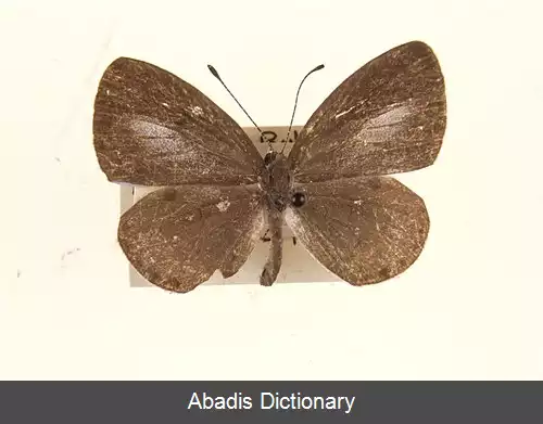 عکس فلزی نیلگون پرچین