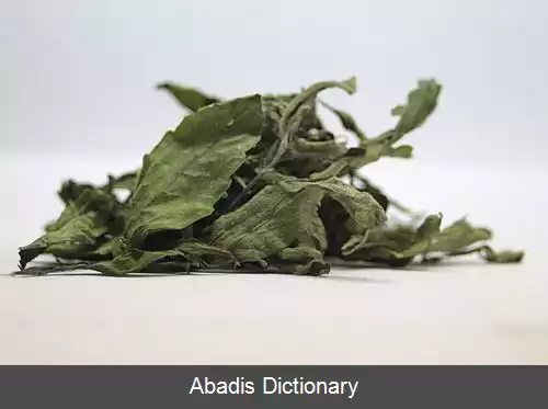 عکس استیویا