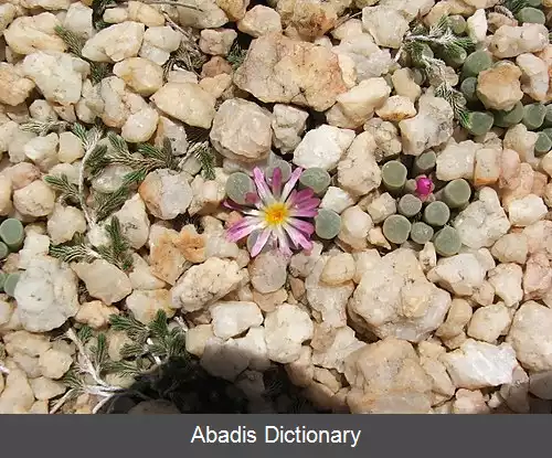 عکس فریثیا پولچرا