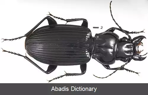 عکس کاکلی زبان ها