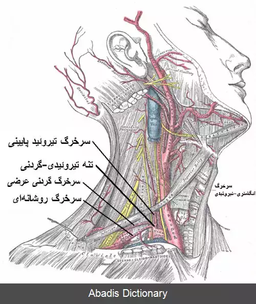 عکس سرخرگ روشانه ای