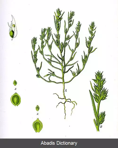 عکس دانه ساسی