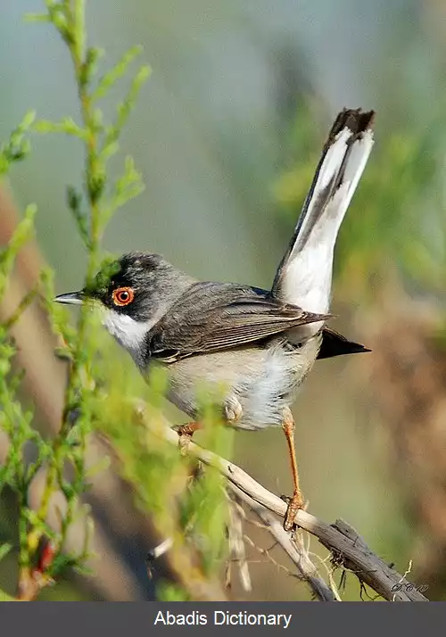 عکس سسک سردودی