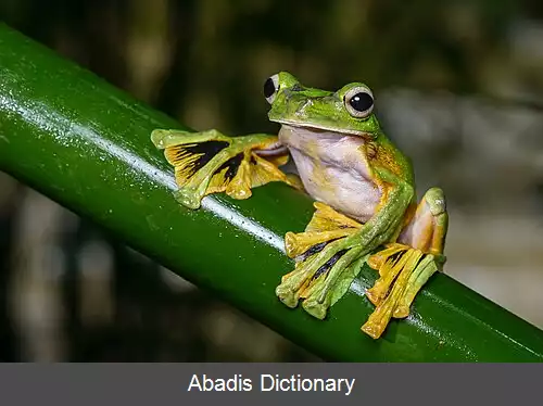 عکس قورباغه پرنده