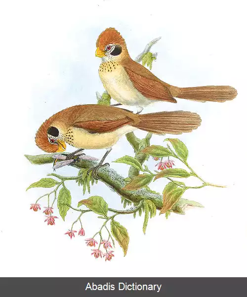 عکس طوطی نوک سینه خالدار