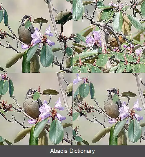 عکس مگس خوار خال خالی