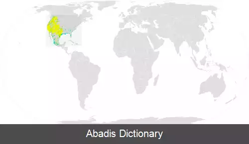 عکس مگس مرغ چانه سیاه