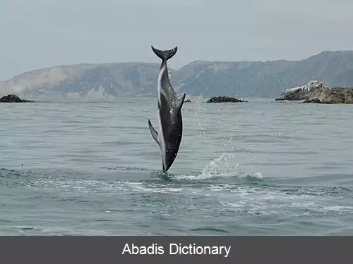 عکس دلفین سربی