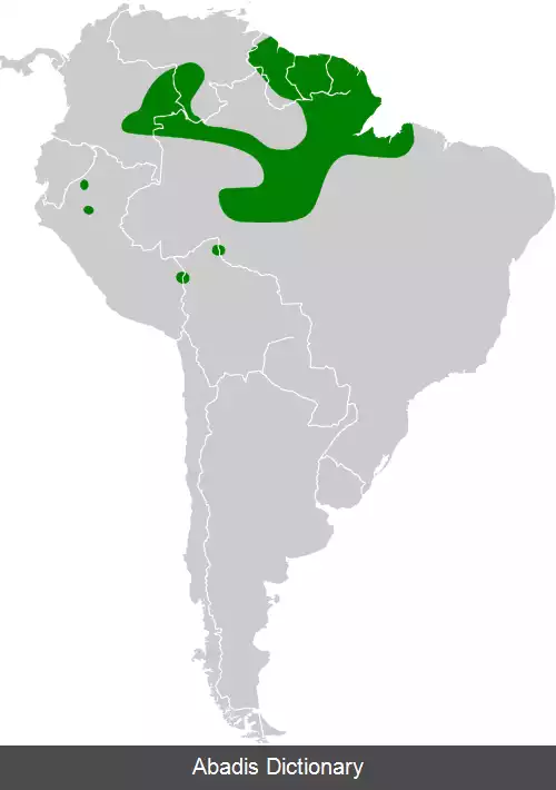 عکس زرین گلوی دم سبز