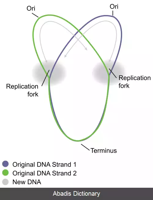 عکس کروموزوم حلقوی