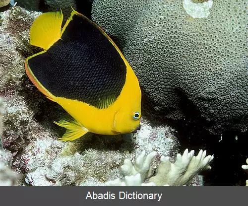 عکس زیبای صخره