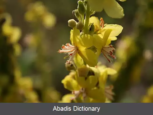 عکس گل ماهور تماشایی