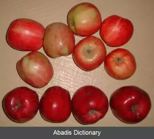 عکس سیب پختنی