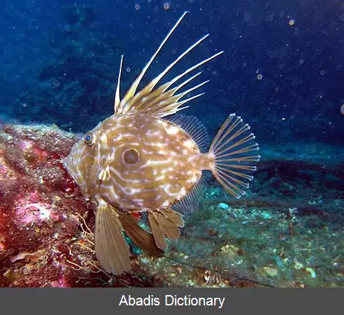 عکس زرکوب ماهیان