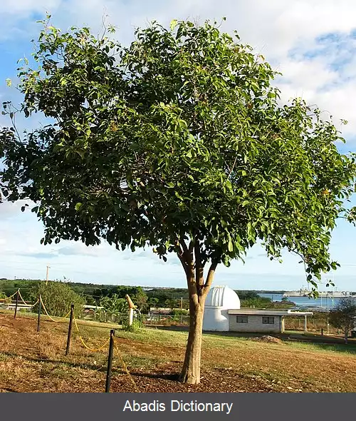 عکس فندوق صابونی هاوایی