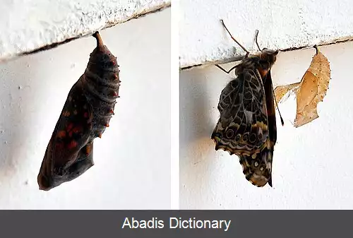عکس رنگین بانو