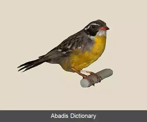 عکس زردپره کابانیس