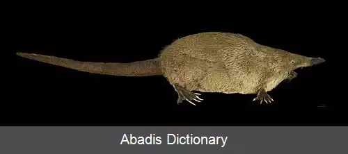 عکس مشک موش روسی