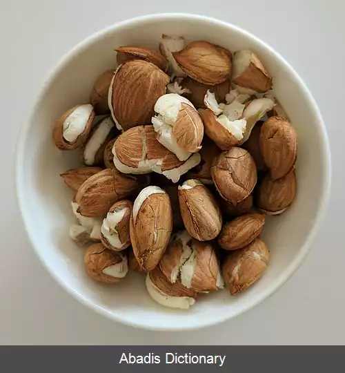 عکس مغز هسته زردآلو
