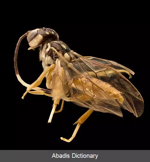 عکس زنبورهای کمیاب