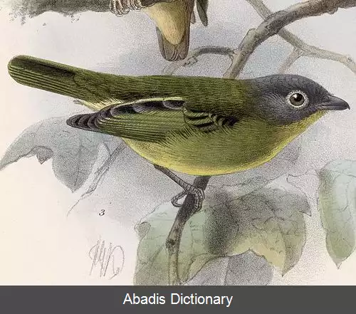 عکس رنگینک نمای سرخاکستری