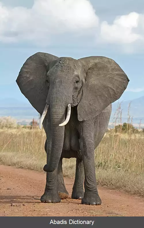 عکس فیل بیشه آفریقایی