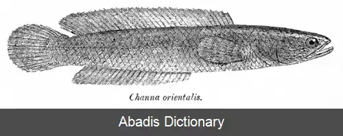 عکس ماهیان سرماری